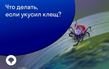 Что делать,  если укусил клещ?   
