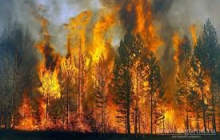 О пожарной безопасности в лесах  