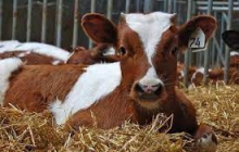 Побочные продукты животноводства 