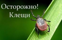 Что делать, если укусил клещ?   